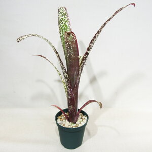 ��SPECIES NURSERY����̃u�������A�� �r���x���M�A Billbergia 'Casa Blanca' (R.Spivey) ��10�D5cm�d���|�b�g�A��