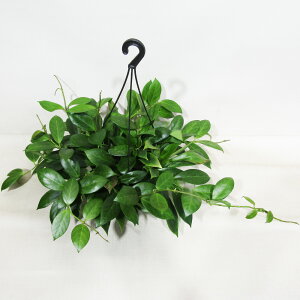 ϗtA z IuXN 5݂蔫A i̔iAEgbgj