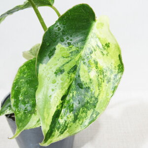 □観葉植物□ フィロデンドロン バールマルクス バリエガータ 3号ポット苗