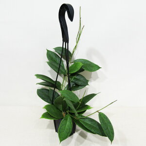 ߓ|̃z@i@z JXgtBAH-003@Hoya callistophylla AH-003@4݂蔫A@i̔qJXgtBAH003 No.2r