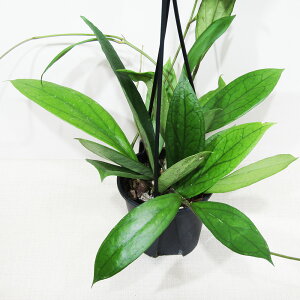 □近藤園芸さんのホヤ□ 現品 ホヤ AH022 Hoya AH022 4号吊り鉢植え 現品販売〈AH022 No.1〉