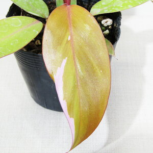 ���A���C�h���@���i�@�t�B���f���h���� �p�[�V�����v�����Z�X�@Philodendron persimmon princess�@3���|�b�g�A���@���i�̔��q�t�B���f���h���� �p�[�V�����v�����Z�X No.2�r�i�A�E�g���b�g�j