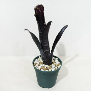 ��SPECIES NURSERY����̃u�������A�� �r���x���M�A Billbergia 'Darth Vader' (Lisa Vinzant) BCR782 (Original plant) 11��cm�d���|�b�g�A��