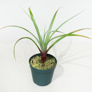 ��SPECIES NURSERY����̃u�������A�� �z�v���N���v�^���T�X Hoplocryptanthus caracensis (Santa Barbara, Minas Gerais.Brazil�^WBC.BSI ��7�D5cm�d���|�b�g�A��