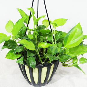 h|̃|gX@i@|gX AWt@^W[@5݂蔫A@i̔qAWt@^W[ No.1r