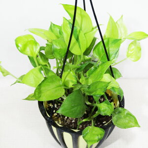 h|̃|gX@i@|gX AWt@^W[@5݂蔫A@i̔qAWt@^W[ No.2r