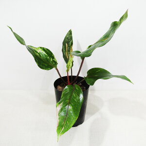 ACh@i@AX[Ԕ@AXEԔ@3D5|bgA@i̔qAX[Ԕ No.1riAEgbgj