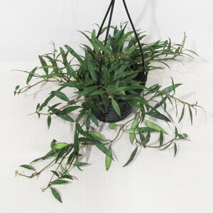 ߓ|̃z@i@~rX XvbV@Hoya Mirabilis Splash@4݂蔫A@i̔q~rX XvbV No.1r