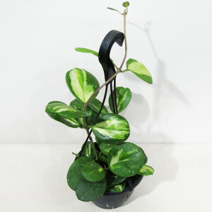 ߓ|̃z@i@z I{o^ oGK[^@Hoya obovata variegata@5݂蔫A@i̔qI{o^ oGK[^ No.1r
