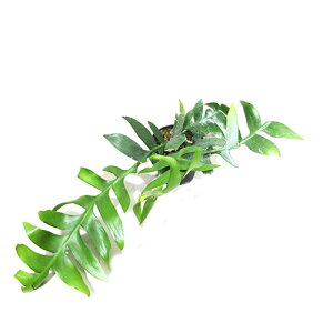 ϗtAEA ēׁIT{eGstB N\JfBEV[NtBJN^X3D5vA