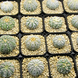 【多肉植物フェア】　□サボテン□　アストロフィツム　スーパー兜Vタイプ　プレステラ75植え　現品販売〈A01～A16〉
