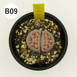 yAtFAz@A@g[vX@6cm|bgA@i̔qB01`B16r