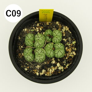 yAtFAz@A@RmtBc@6cm|bgA@i̔qC01`C16r