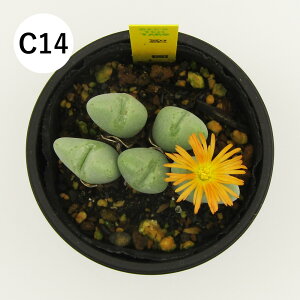 yAtFAz@A@RmtBc@6cm|bgA@i̔qC01`C16r