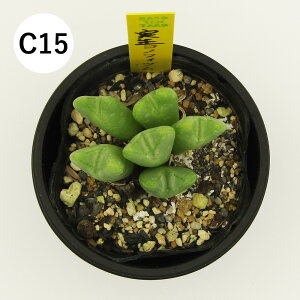 yAtFAz@A@RmtBc@6cm|bgA@i̔qC01`C16r