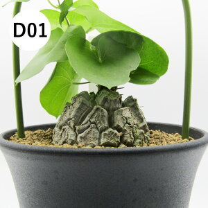 yAtFAz@򍪐AER[fbNX@fBIXRAEGt@eByX@Tb@3A@i̔qD01`D16r