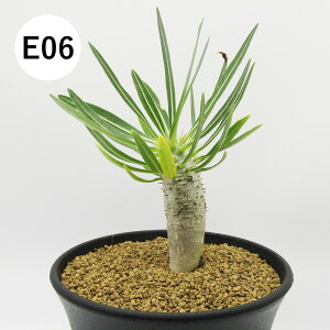 yAtFAz@򍪐AER[fbNX@pL|fBE@3A@i̔qE01`E16r