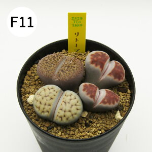 yAtFAz@A@g[vX񂹐A@3A@i̔qF01`F16r@4񂹐Aq2|1|1FF2{ʁX̐F1r