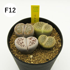 yAtFAz@A@g[vX񂹐A@3A@i̔qF01`F16r@4񂹐Aq2|1|1FF2{ʁX̐F1r