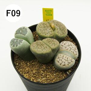 yAtFAz@A@g[vX񂹐A@3A@i̔qF01`F16r@4񂹐Aq2|1|1FF2{ʁX̐F1r