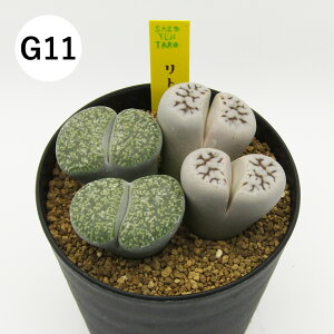 yAtFAz@A@g[vX񂹐A@3A@i̔qG01`G16r@4񂹐Aq2|2F2F2r