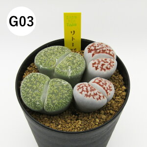 yAtFAz@A@g[vX񂹐A@3A@i̔qG01`G16r@4񂹐Aq2|2F2F2r