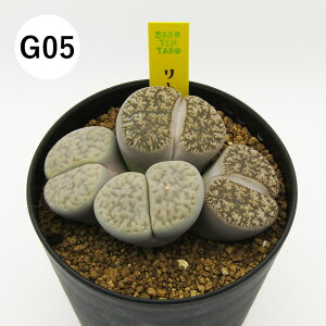 yAtFAz@A@g[vX񂹐A@3A@i̔qG01`G16r@4񂹐Aq2|2F2F2r