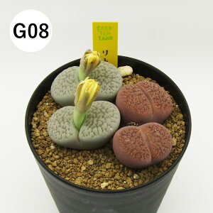 yAtFAz@A@g[vX񂹐A@3A@i̔qG01`G16r@4񂹐Aq2|2F2F2r