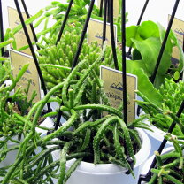 楽天市場】リプサリス（花・観葉植物｜花・ガーデン・DIY）の通販