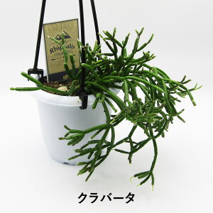 yAtFAz@XѐT{e@vTX@3݂蔫A