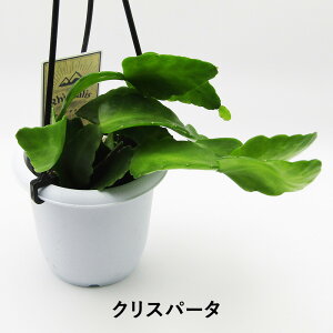 yAtFAz@XѐT{e@vTX@3݂蔫A