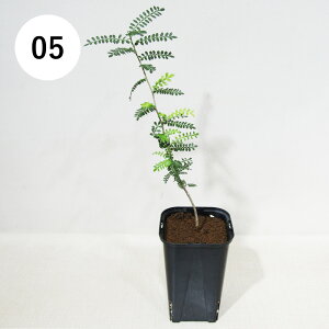 yAtFAz@򍪐AER[fbNX@IyNJA @qt@GmCfX @XbgA@i̔