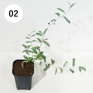 yAtFAz@򍪐AER[fbNX@IyNJA @qt@GmCfX @XbgA@i̔