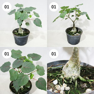 yAtFAz@򍪐AER[fbNX@tBJXEyeBIX @5A@i̔