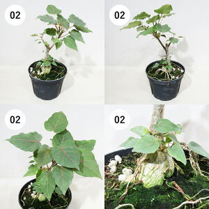 yAtFAz@򍪐AER[fbNX@tBJXEyeBIX @5A@i̔