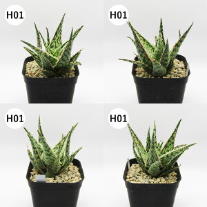 yAtFAz@A@AGnCubh@Aloe hyb@^Cz@3A@i̔qH01`H12r