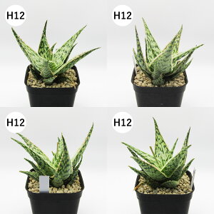 yAtFAz@A@AGnCubh@Aloe hyb@^Cz@3A@i̔qH01`H12r