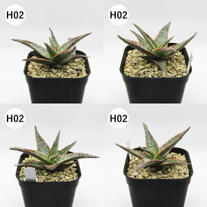 yAtFAz@A@AGnCubh@Aloe hyb@^Cz@3A@i̔qH01`H12r