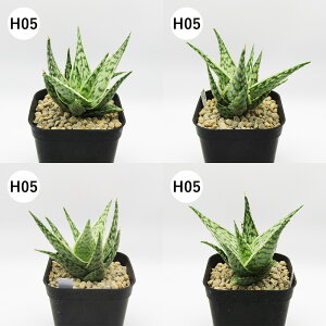 yAtFAz@A@AGnCubh@Aloe hyb@^Cz@3A@i̔qH01`H12r