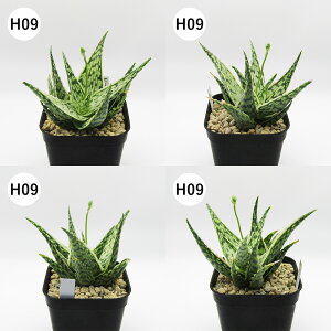 yAtFAz@A@AGnCubh@Aloe hyb@^Cz@3A@i̔qH01`H12r