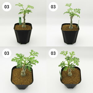 AtFA@򍪐AER[fbNX@@LE̖؁@fhVLIXE\RgkX@fhVLIXE\Rg[i@vXe75A@i̔