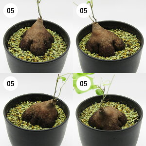 AtFA@򍪐AER[fbNX@fBIXRAEGt@eByX@Tb@3A@i̔