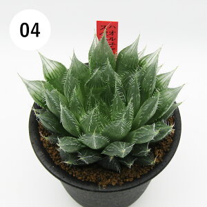 AtFA@i̔@JN^Xc@A@nI`A@XybNV[@3A