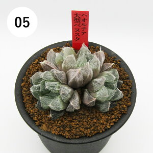 AtFA@i̔@JN^Xc@A@nI`A@^xkX^@3A