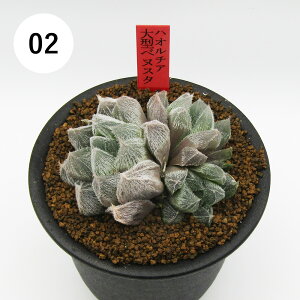 AtFA@i̔@JN^Xc@A@nI`A@^xkX^@3A