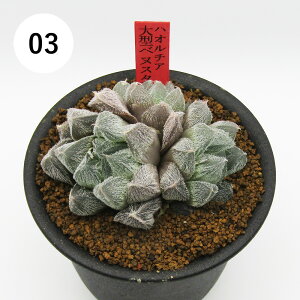 AtFA@i̔@JN^Xc@A@nI`A@^xkX^@3A