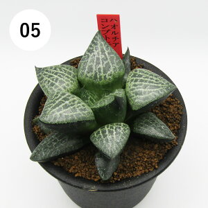 AtFA@i̔@JN^Xc@A@nI`A@RvgjAi@3A