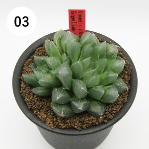 AtFA@i̔@JN^Xc@A@nI`A@N[y[ stF LOEBAY^E@Haworthia cooperi var. pilifera King Williams town@3A