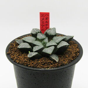 AtFA@i̔@JN^Xc@A@nI`A@GAG@3A