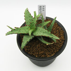 AtFA@i̔@JN^Xc@A@AG@JXeBjAG@3A